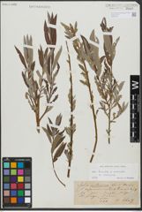 Foto von Salix triandra L. x Salix viminalis L.